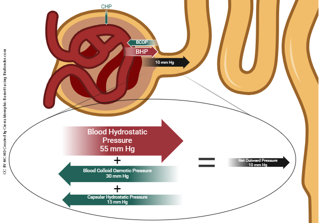Pressões exercidas contra e a favor da filtração glomerular
